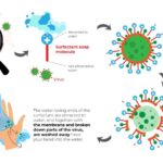 Rev-Infographic-How-Palm-Oil-keeps-you-clean-06-1024×558